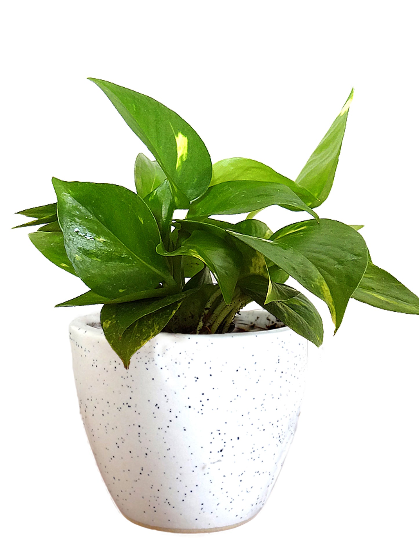 Good Luck Money Plant in White Round Dew Ceramic Pot
