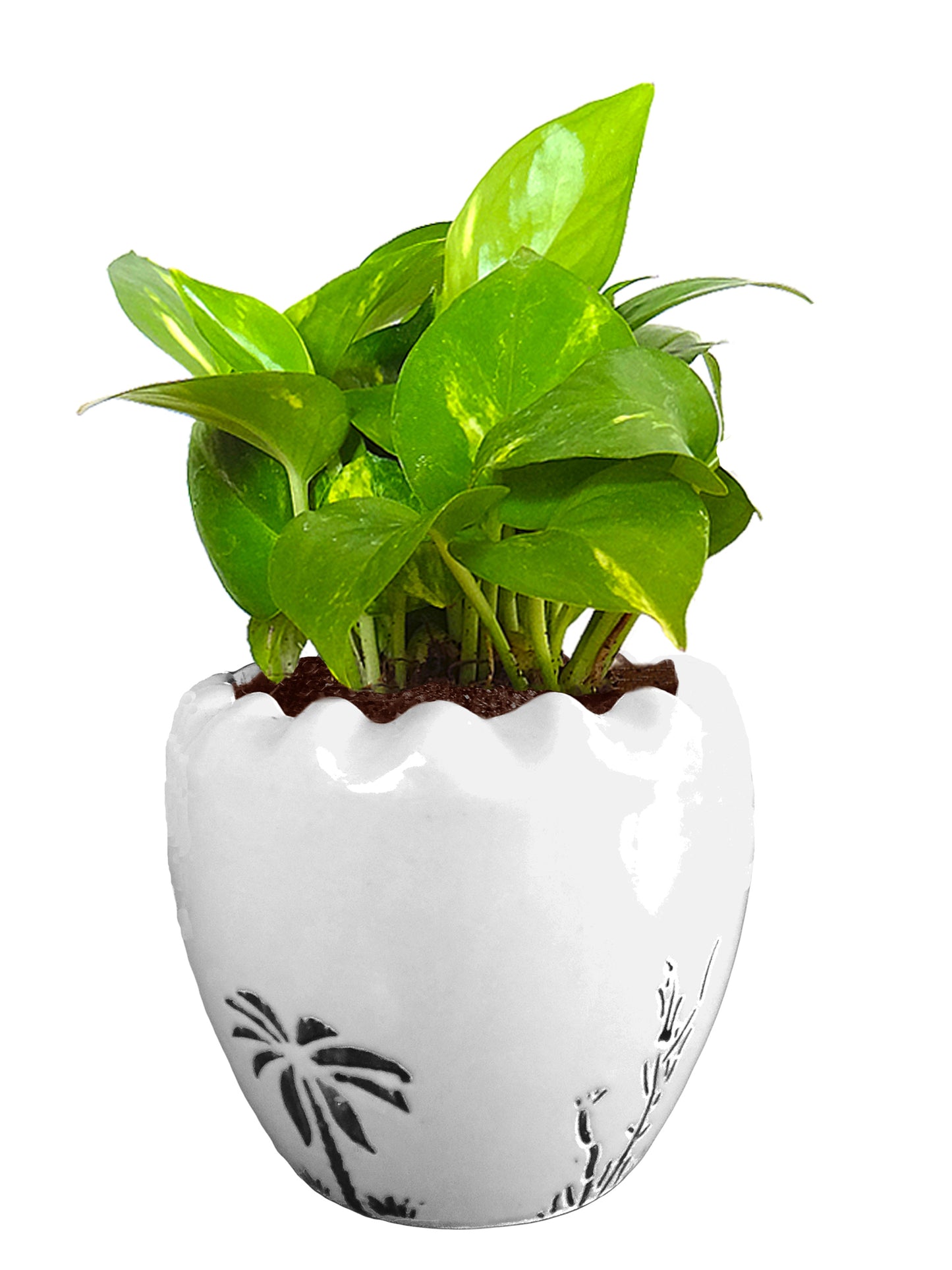 Good Luck Air Purifying Live Money Plant in White Ruffel Aroez Ceramic Pot
