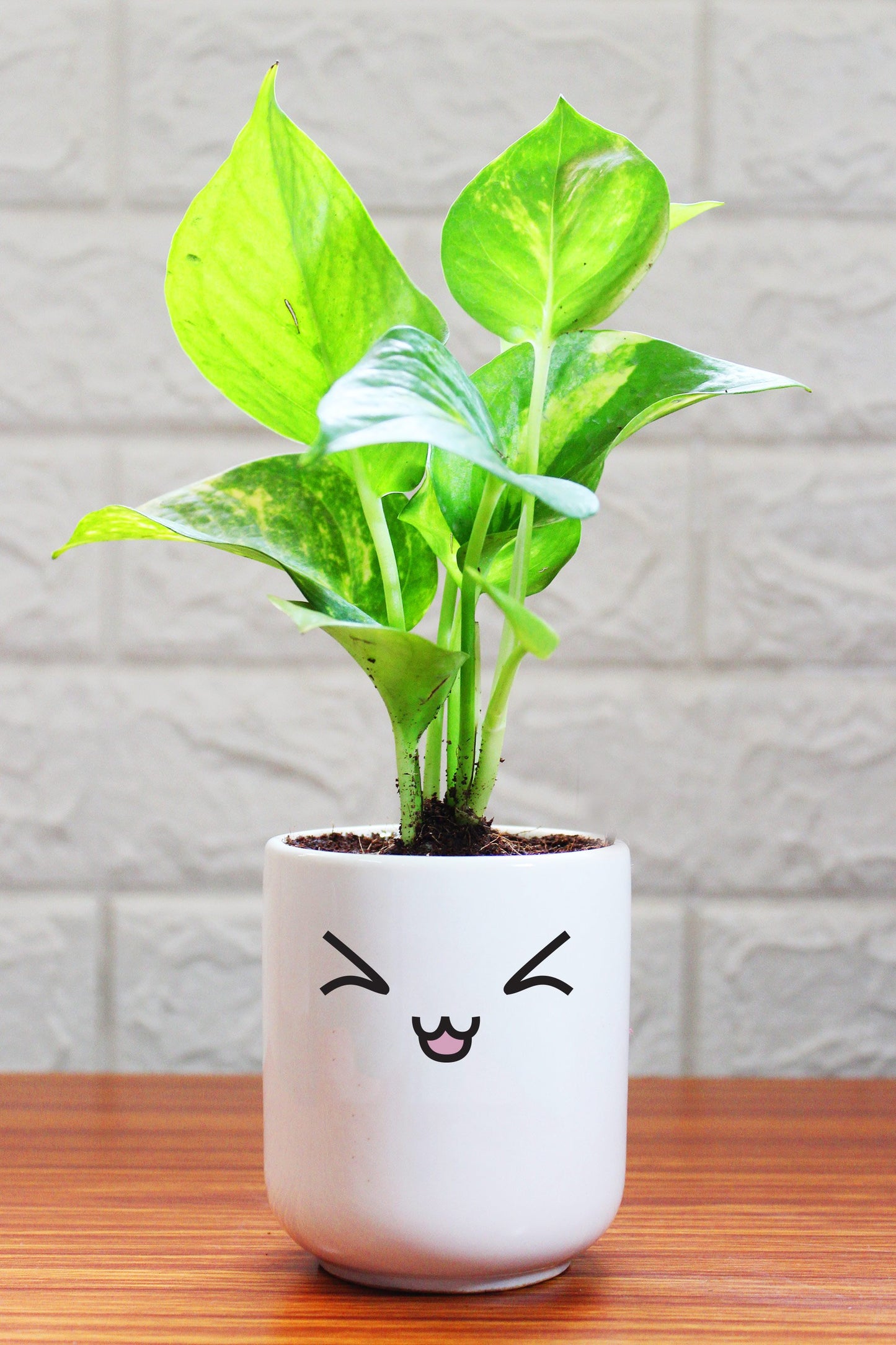 Money Plants in ceramic pots