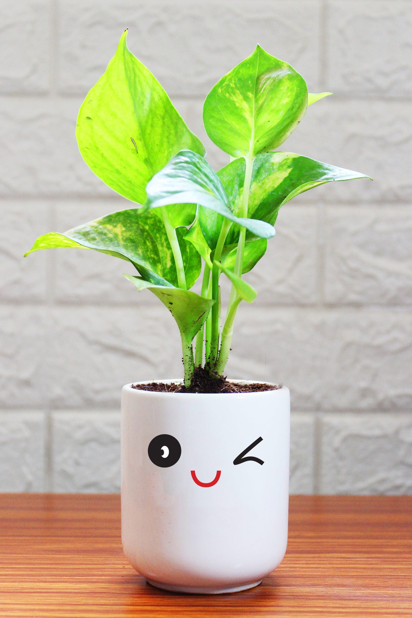 Money Plants in ceramic pots