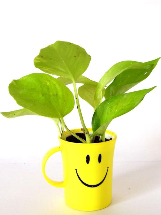 Rolling Nature Good Luck Air Purifying Golden Pothos In Smiley Cup