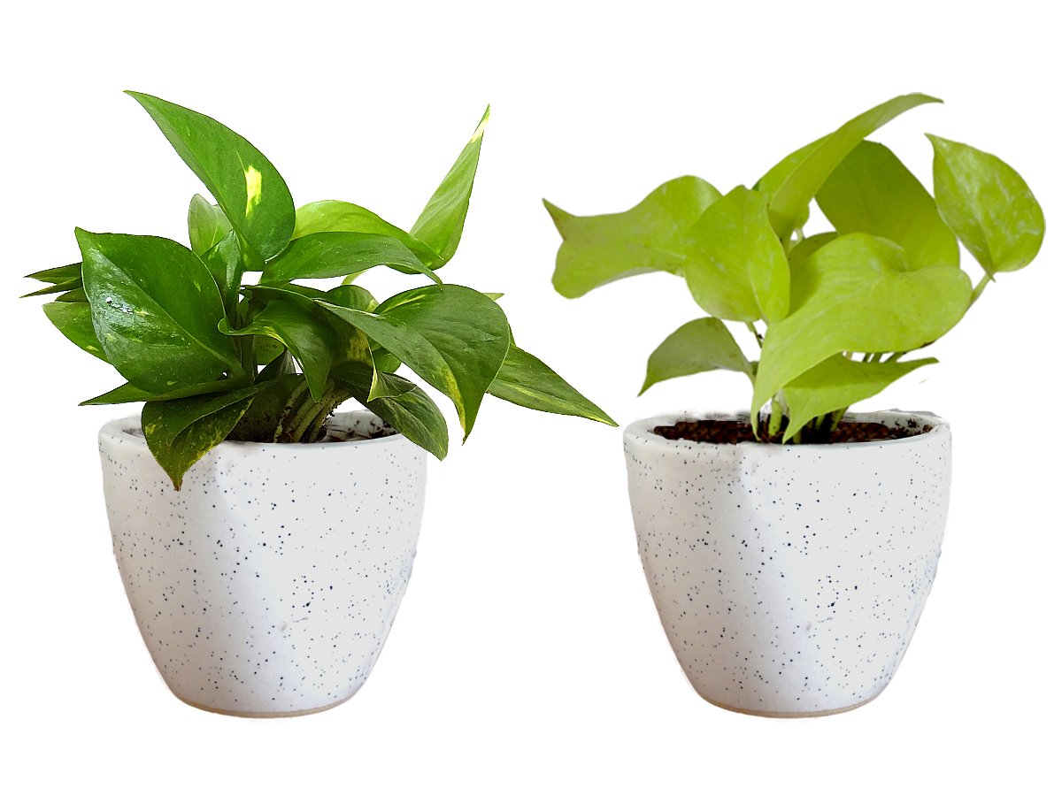 Air Purifying Good Luck Live Natural Plants in Exquisite Ceramic Pots. Best Indoor Plants online in India. Best green gifts for corporate or any occasions. Love plants as gifts. Money Plant shipped all over India.