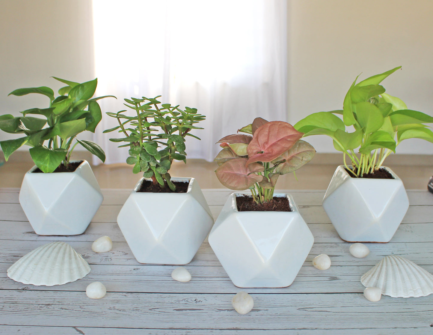 Rolling Nature Combo of Live Indoor Plants for Home Money Plant, Jade Plant, Pink Syngonium and Golden Pothos Plant in White Diamond Glacier Ceramic Pots