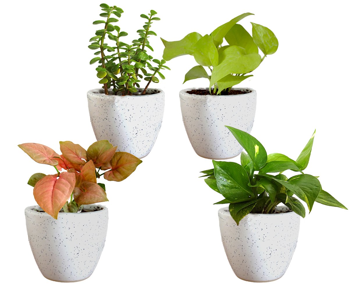 Air Purifying Good Luck Live Natural Plants in Exquisite Ceramic Pots. Best Indoor Plants online in India. Best green gifts for corporate or any occasions. Love plants as gifts. Crassula Jade Money Plant Syngonium shipped all over India.