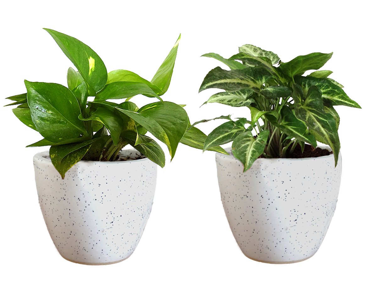 Air Purifying Good Luck Live Natural Plants in Exquisite Ceramic Pots. Best Indoor Plants online in India. Best green gifts for corporate or any occasions. Love plants as gifts. Money Plant Syngonium shipped all over India.