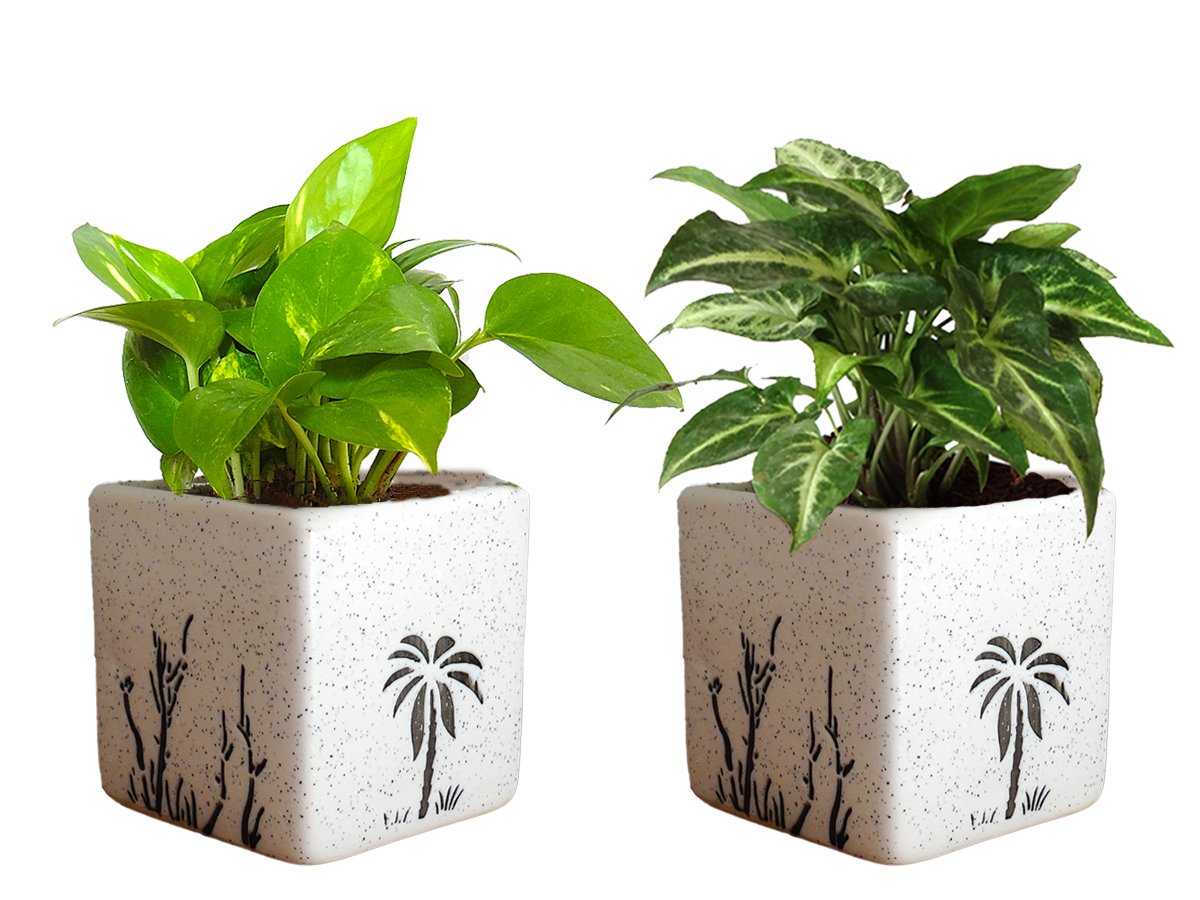 Air Purifying Good Luck Live Natural Plants in Exquisite Ceramic Pots. Best Indoor Plants online in India. Best green gifts for corporate or any occasions. Love plants as gifts. Money Plant Syngonium shipped all over India.