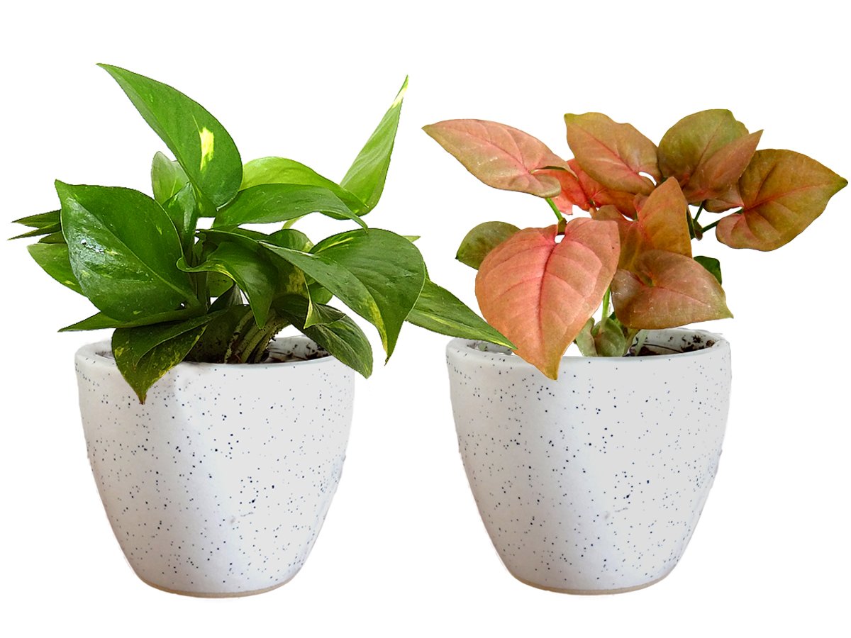 Air Purifying Good Luck Live Natural Plants in Exquisite Ceramic Pots. Best Indoor Plants online in India. Best green gifts for corporate or any occasions. Love plants as gifts. Money Plant Syngonium shipped all over India.