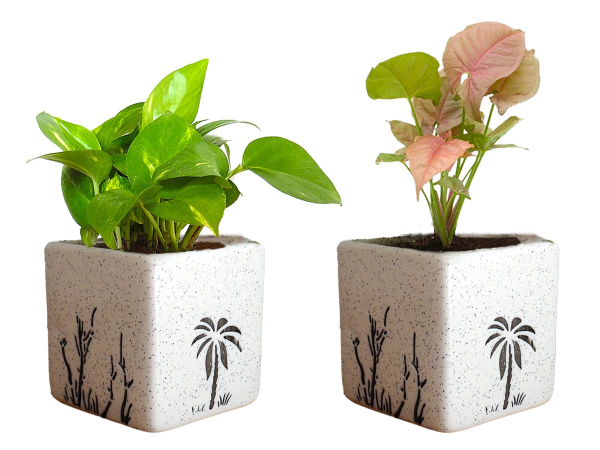 Air Purifying Good Luck Live Natural Plants in Exquisite Ceramic Pots. Best Indoor Plants online in India. Best green gifts for corporate or any occasions. Love plants as gifts. Money Plant Syngonium shipped all over India.