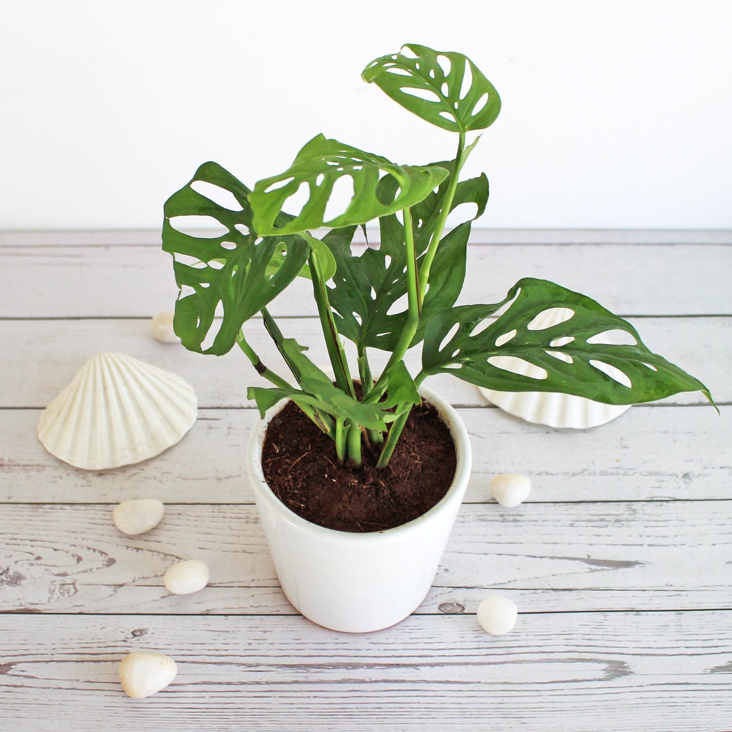 Rolling Nature Philodendron Broken Heart Indoor Plant for Home in White Bucket Glacier Ceramic Pot