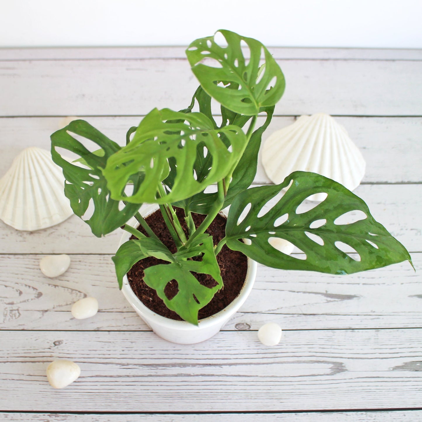 Rolling Nature Philodendron Broken Heart Indoor Plant for Home in White Bucket Glacier Ceramic Pot