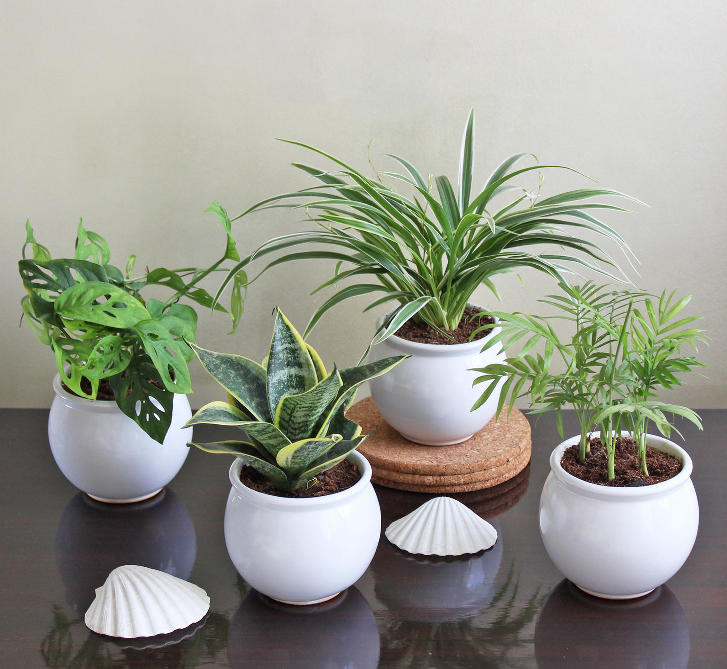 Rolling Nature Combo of 4 Indoor Plants for Home in Vase Glacier Ceramic Pots (Broken Heart Monstera, Snake Plant Sansevieria Hahnii Yellow Milt, Spider Plant and Parlour Palm Chamaedorea Elegans)