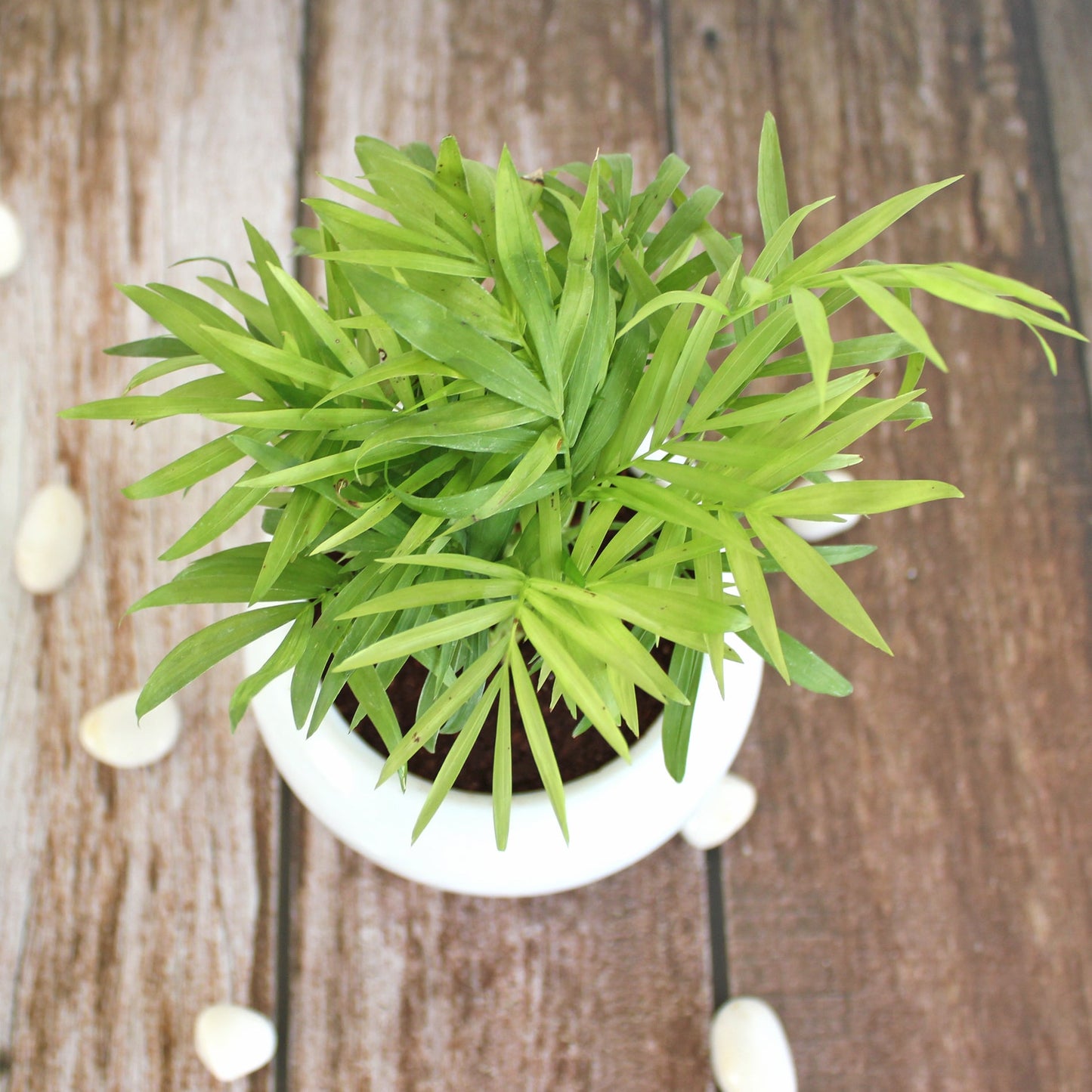 Rolling Nature Parlour Palm Chamaedorea Elegans Indoor Plant for Living Room in White Apple Glacier Ceramic Pot
