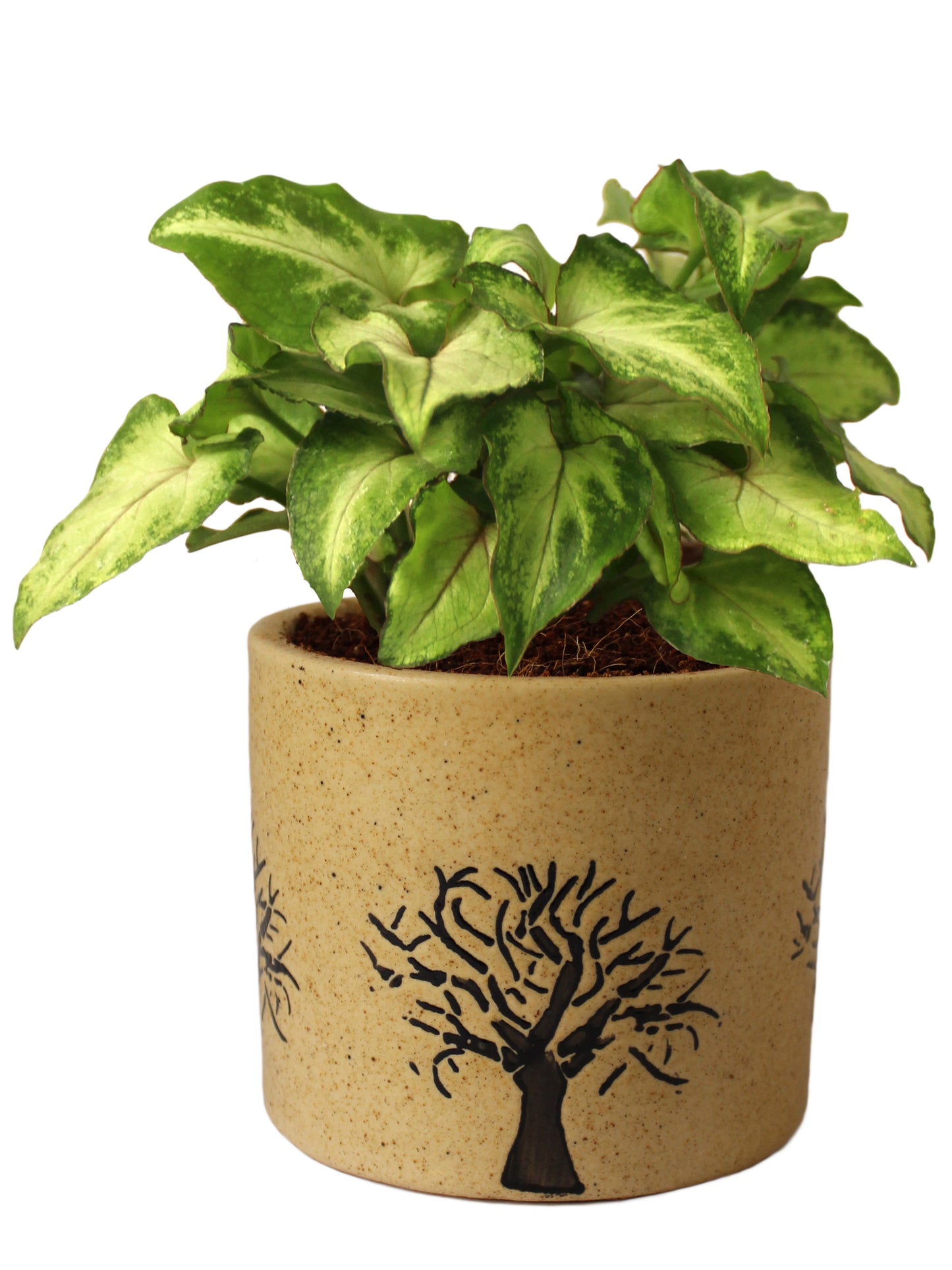 Air Purifying Good Luck Live Green Syngonium Plant in Brown Barrel Aroez Ceramic Pot