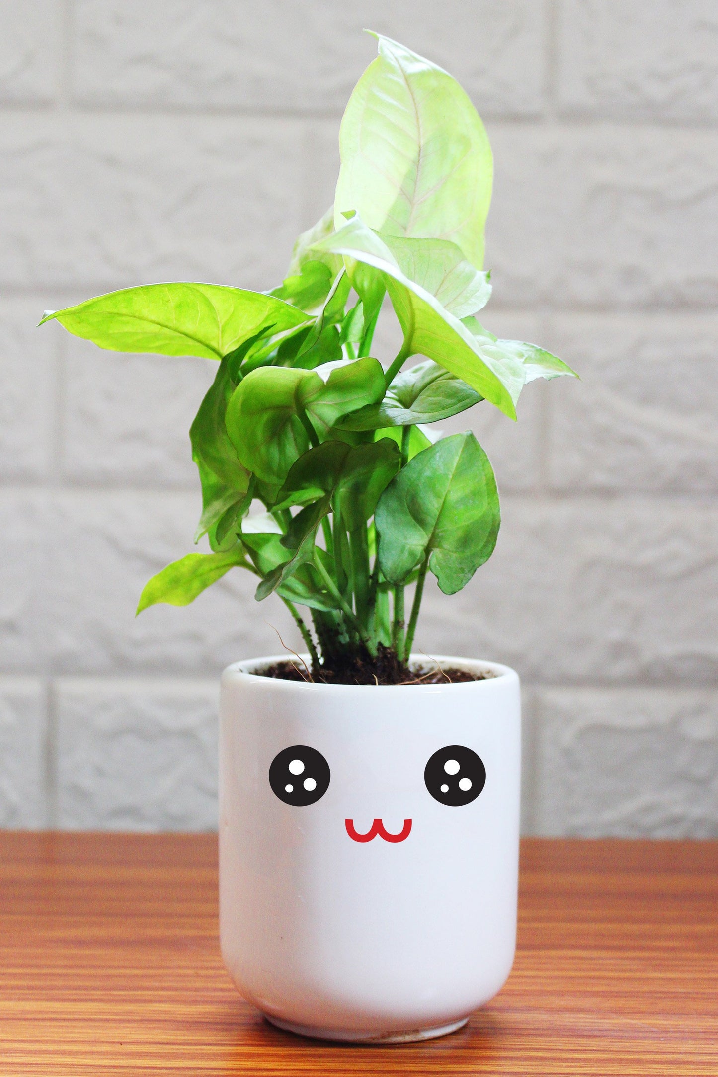 Syngonium Plants in ceramic pots