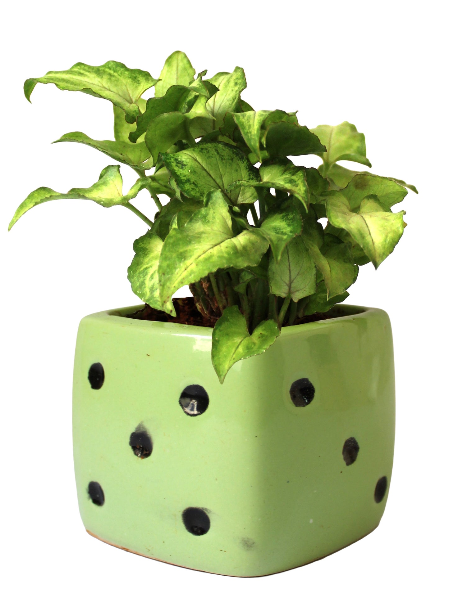 Good Luck Air Purifying Green Syngonium Plant In Green Dice Ceramic Pot