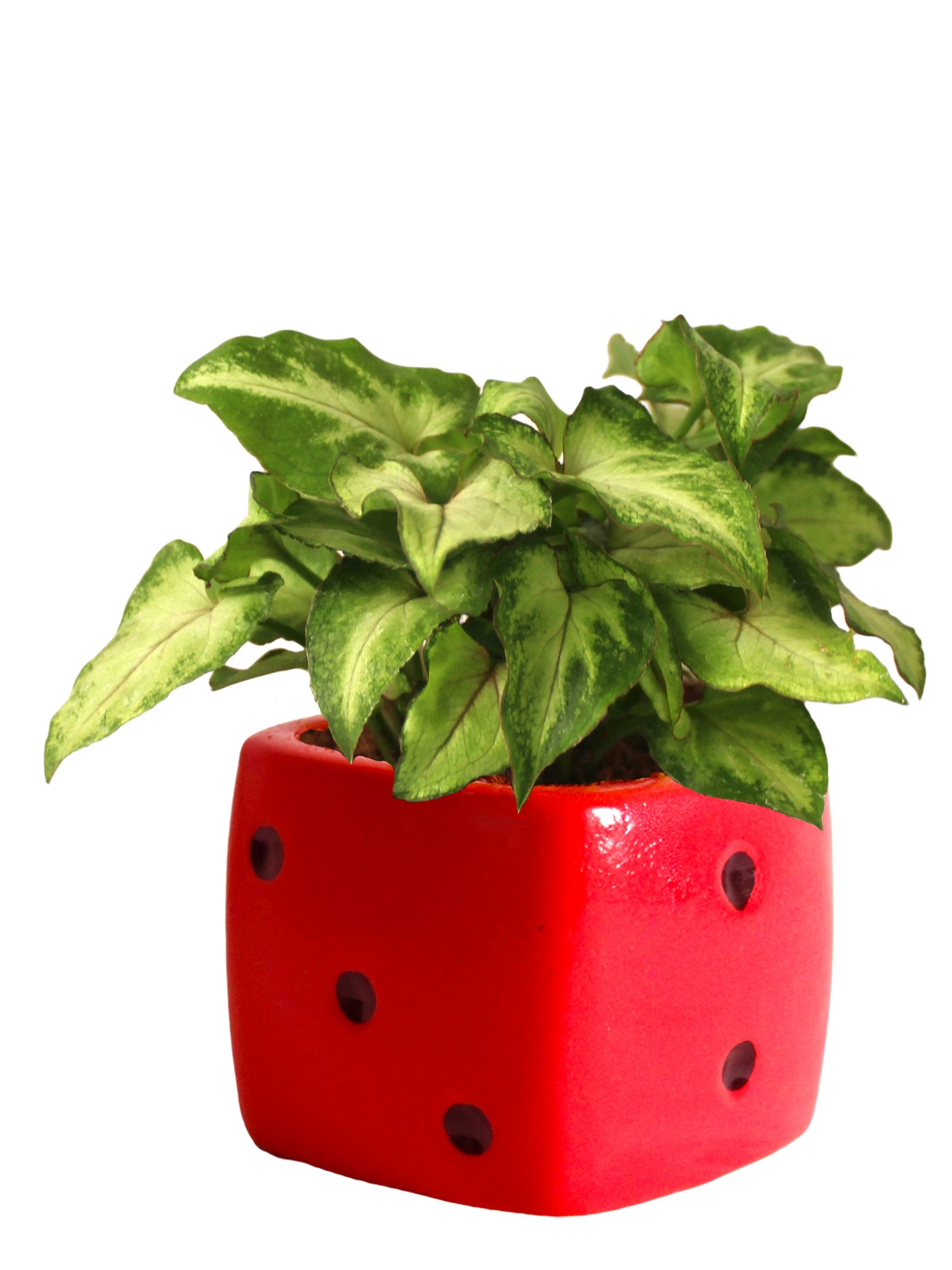 Good Luck Air Purifying Green Syngonium Plant In Red Dice Ceramic Pot