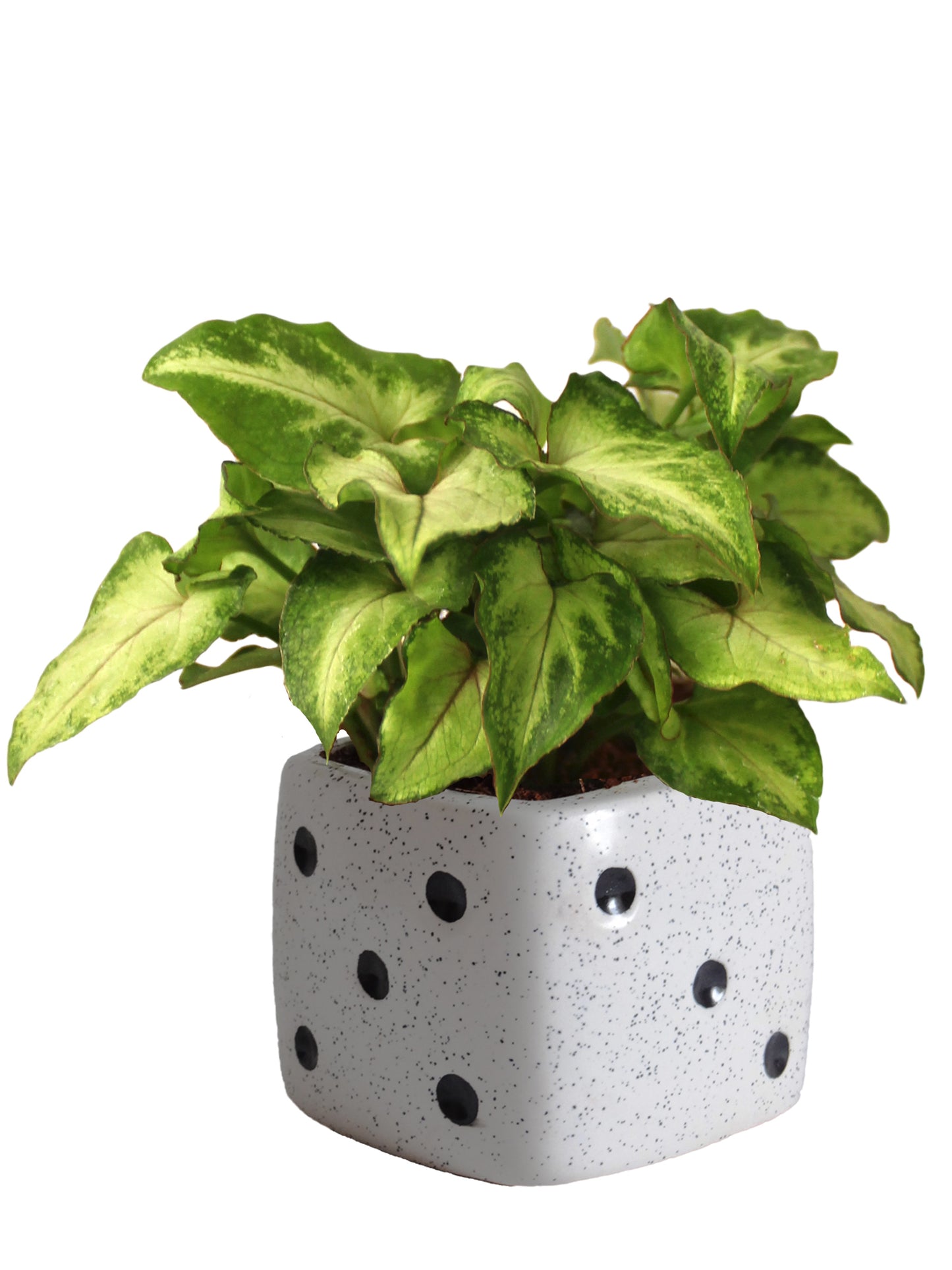 Good Luck Air Purifying Green Syngonium Plant In White Dice Ceramic Pot