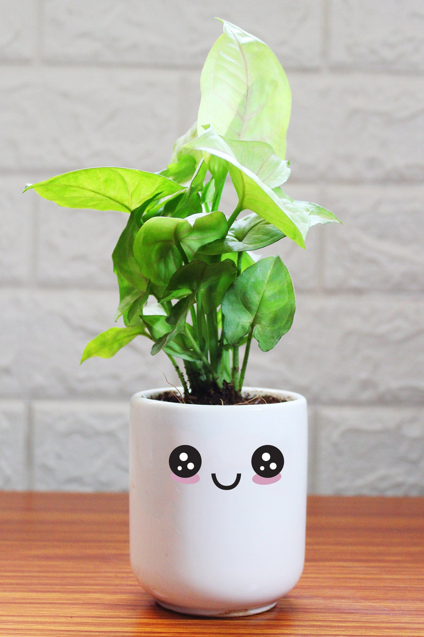 Syngonium Plants in ceramic pots