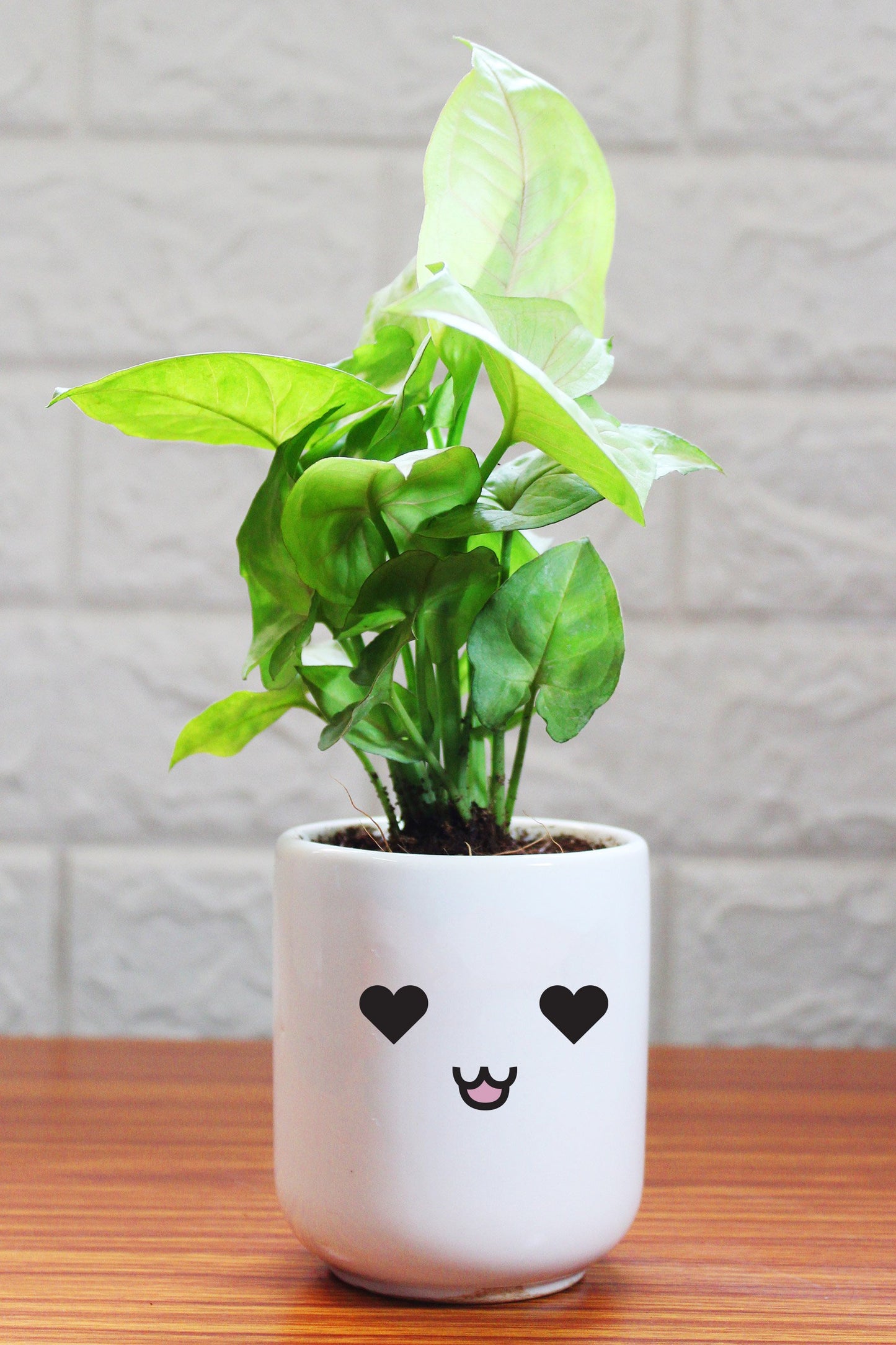 Syngonium Plants in ceramic pots