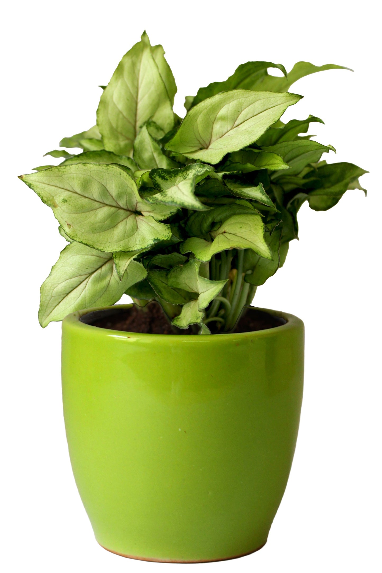 Rolling Nature Good Luck Air Purifying Green Syngonium Plant In Green Pear Ceramic Pot