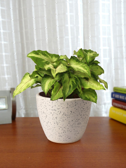 Good Luck Air Purifying Live Green Syngonium Plant in White Round Dew Ceramic Pot