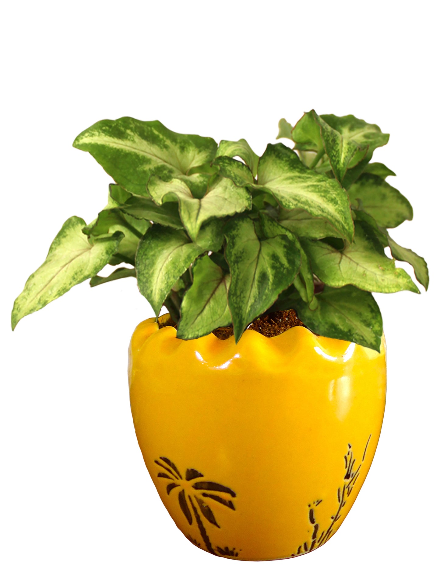 Good Luck Air Purifying Live Green Syngonium Plant in Yellow Ruffel Aroez Ceramic Pot