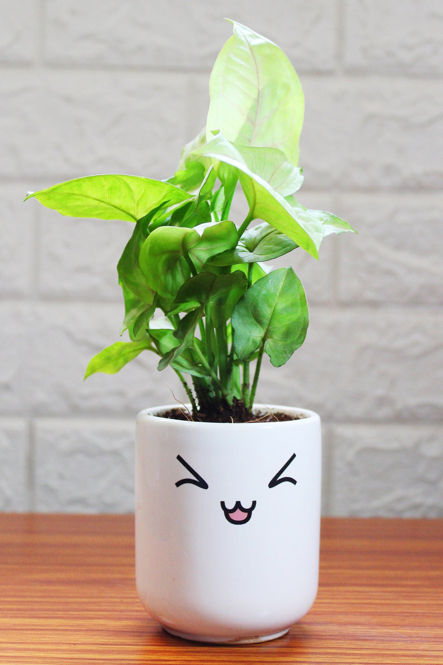 Syngonium Plants in ceramic pots