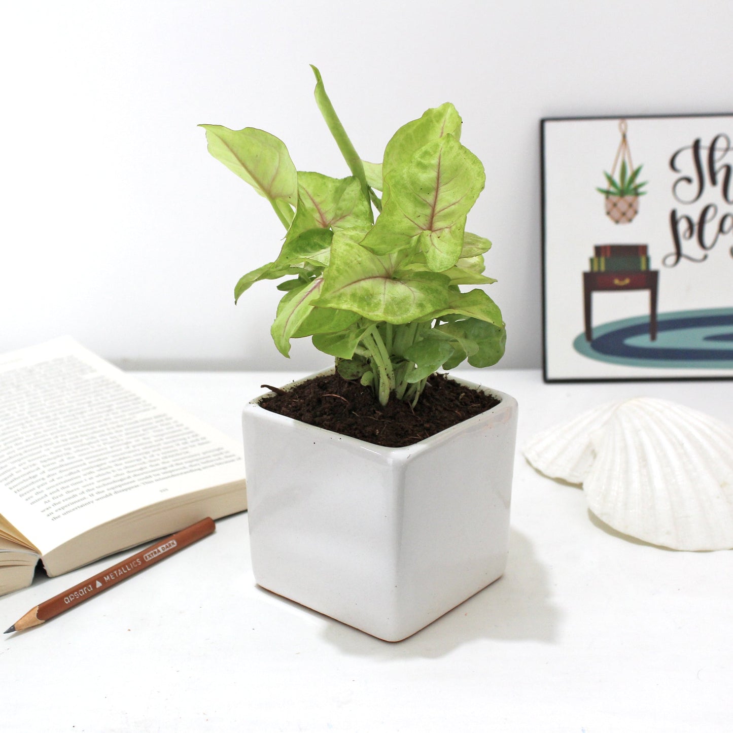 Rolling Nature Syngonium Green Air Purifying Good Luck Indoor Live Plant in White Square Glacier Ceramic Pot