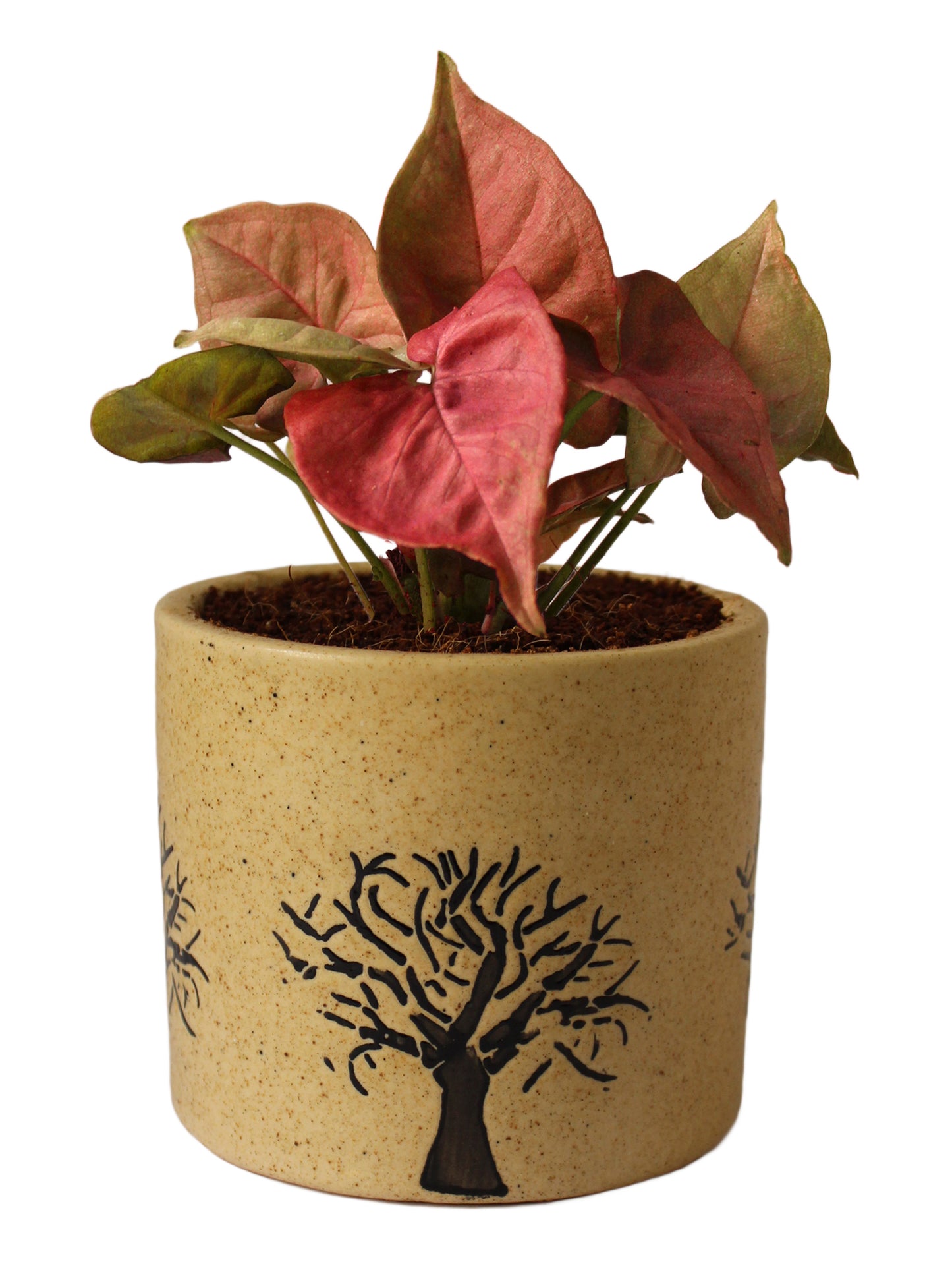 Good Luck Pink Syngonium Plant in Brown Barrel Aroez Ceramic Pot