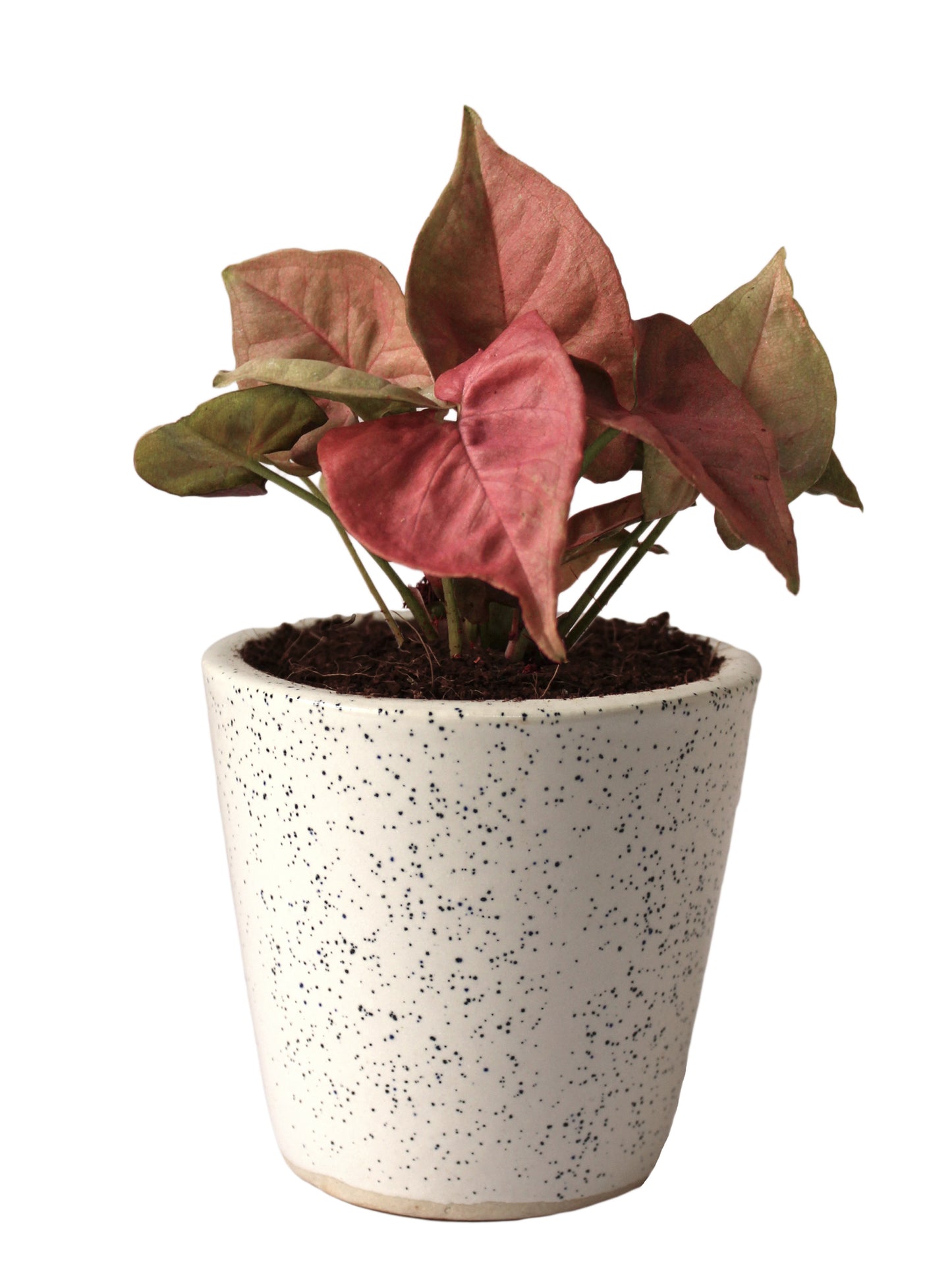 Good Luck Air Purifying Live Pink Syngonium Plant in White Bucket Dew Ceramic Pot