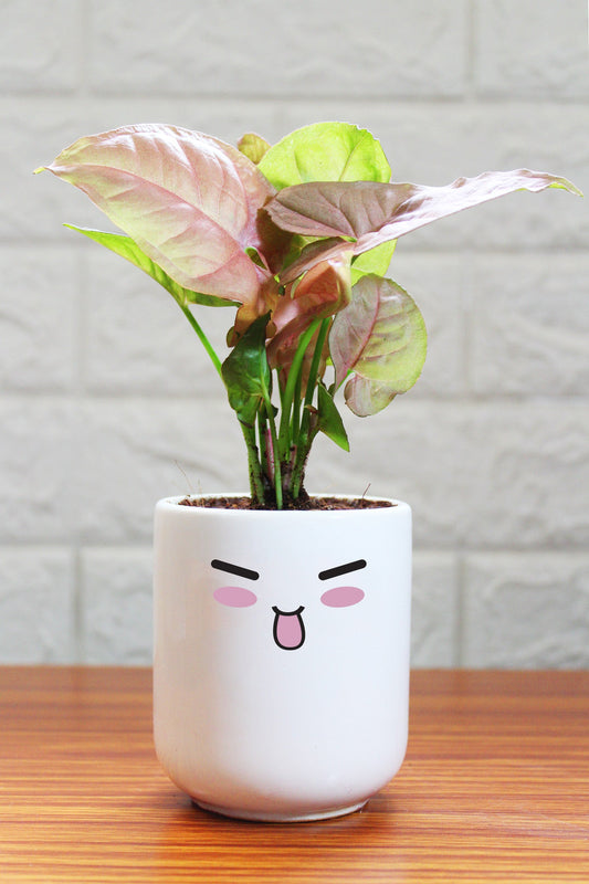 Syngonium Plants in ceramic pots