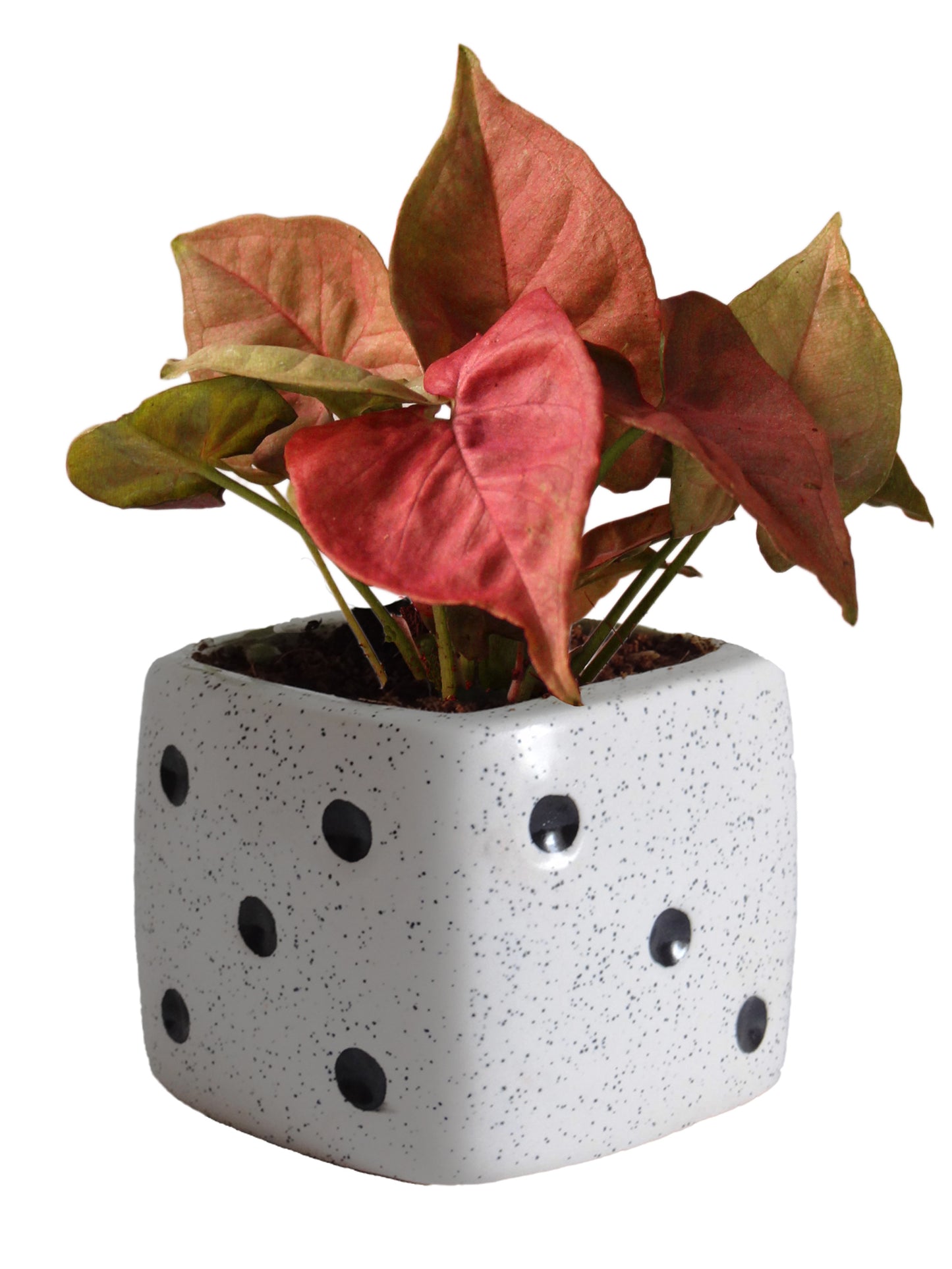 Good Luck Air Purifying Pink Syngonium Plant in White Dice Ceramic Pot