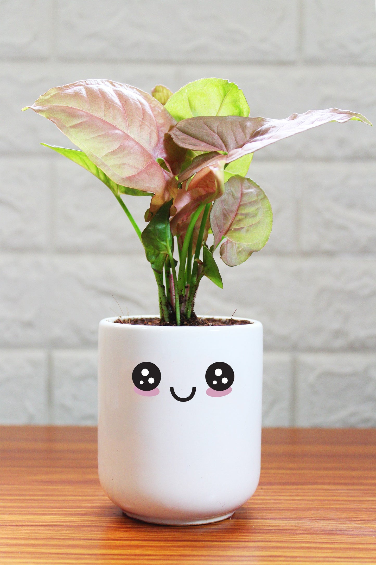 Syngonium Plants in ceramic pots