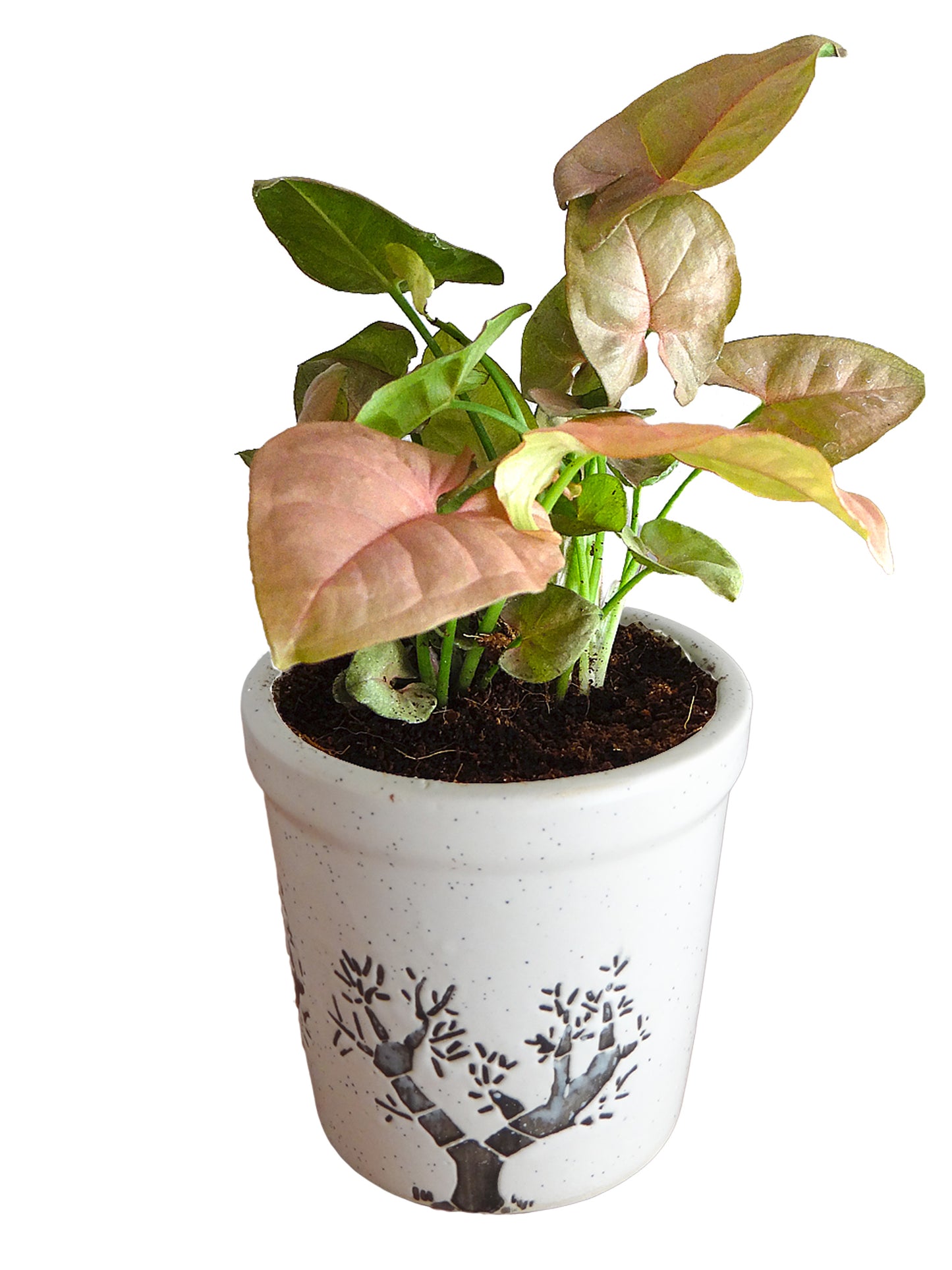 Good Luck Pink Syngonium Plant in White Jar Aroez Ceramic Pot