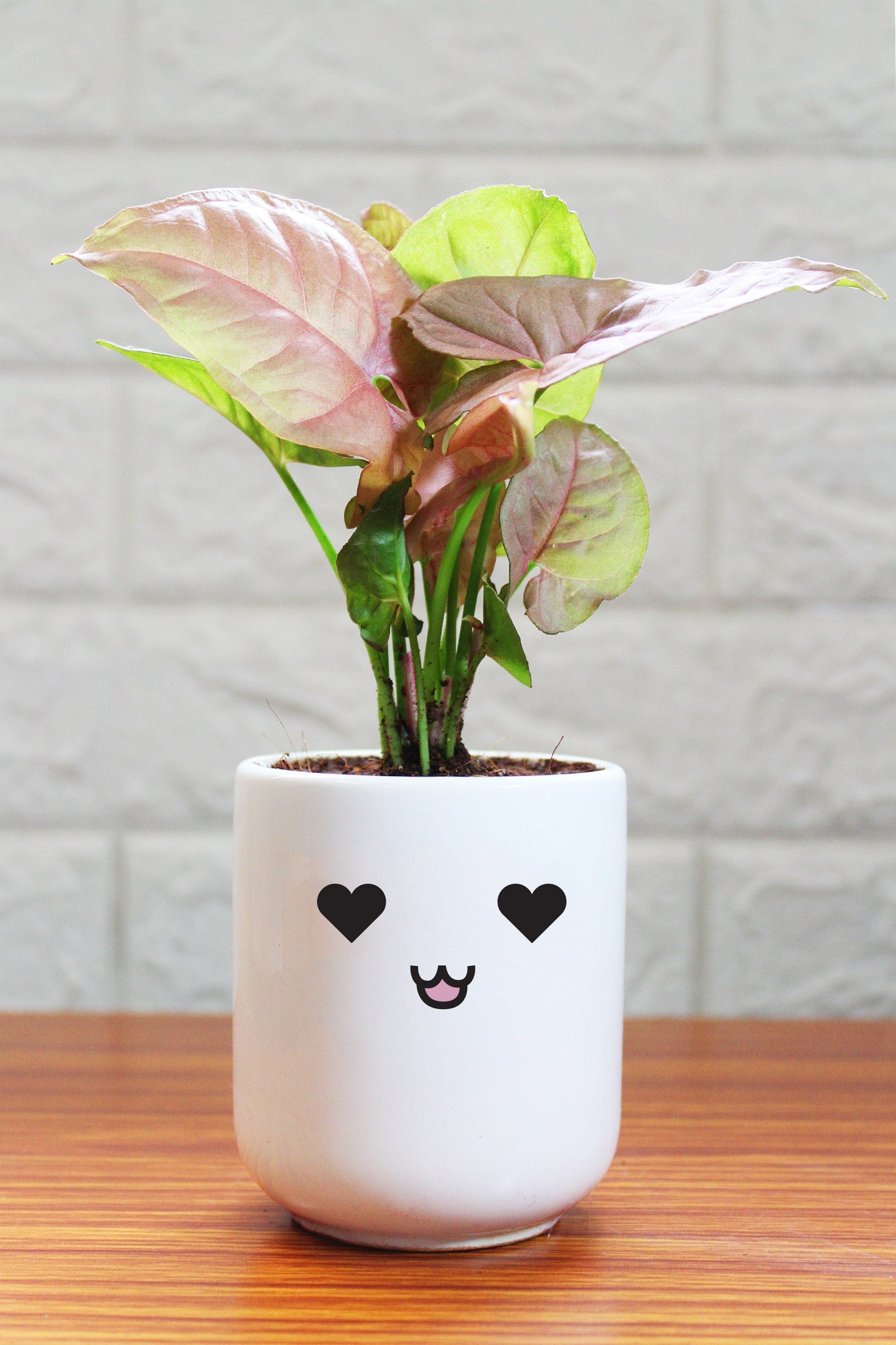 Syngonium Plants in ceramic pots