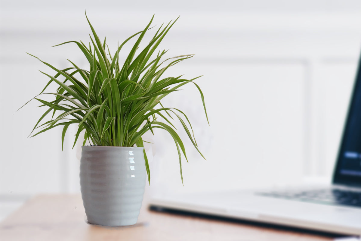 Air Purifying Spider Plant in White Ceramic Pot