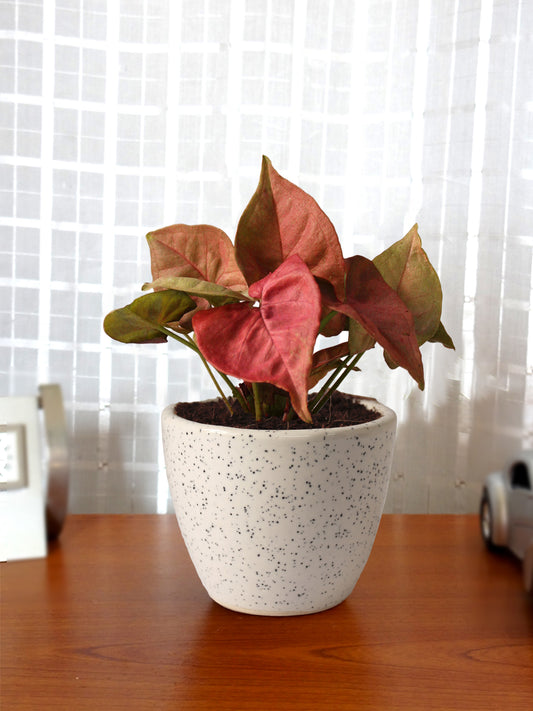 Good Luck Pink Syngonium Plant in White Round Dew Ceramic Pot