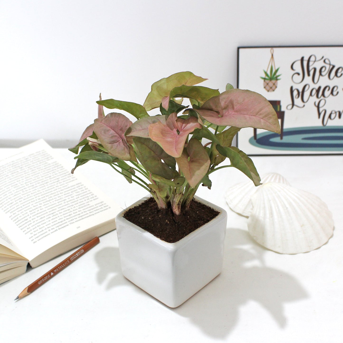 Rolling Nature Syngonium Pink Air Purifying Good Luck Indoor Live Plant in White Square Glacier Ceramic Pot