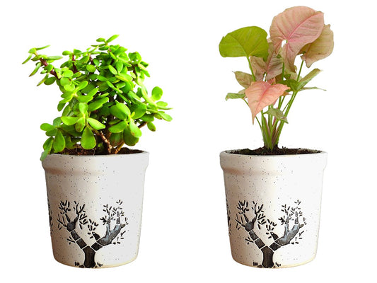 Combo Of Good Luck Live Syngonium Pink Plant and Jade Plant in White Jar Aroez Ceramic Pot