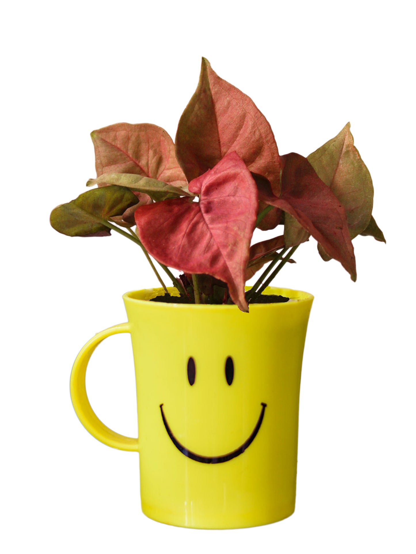 Good Luck Syngonium Pink in Smiley Cup