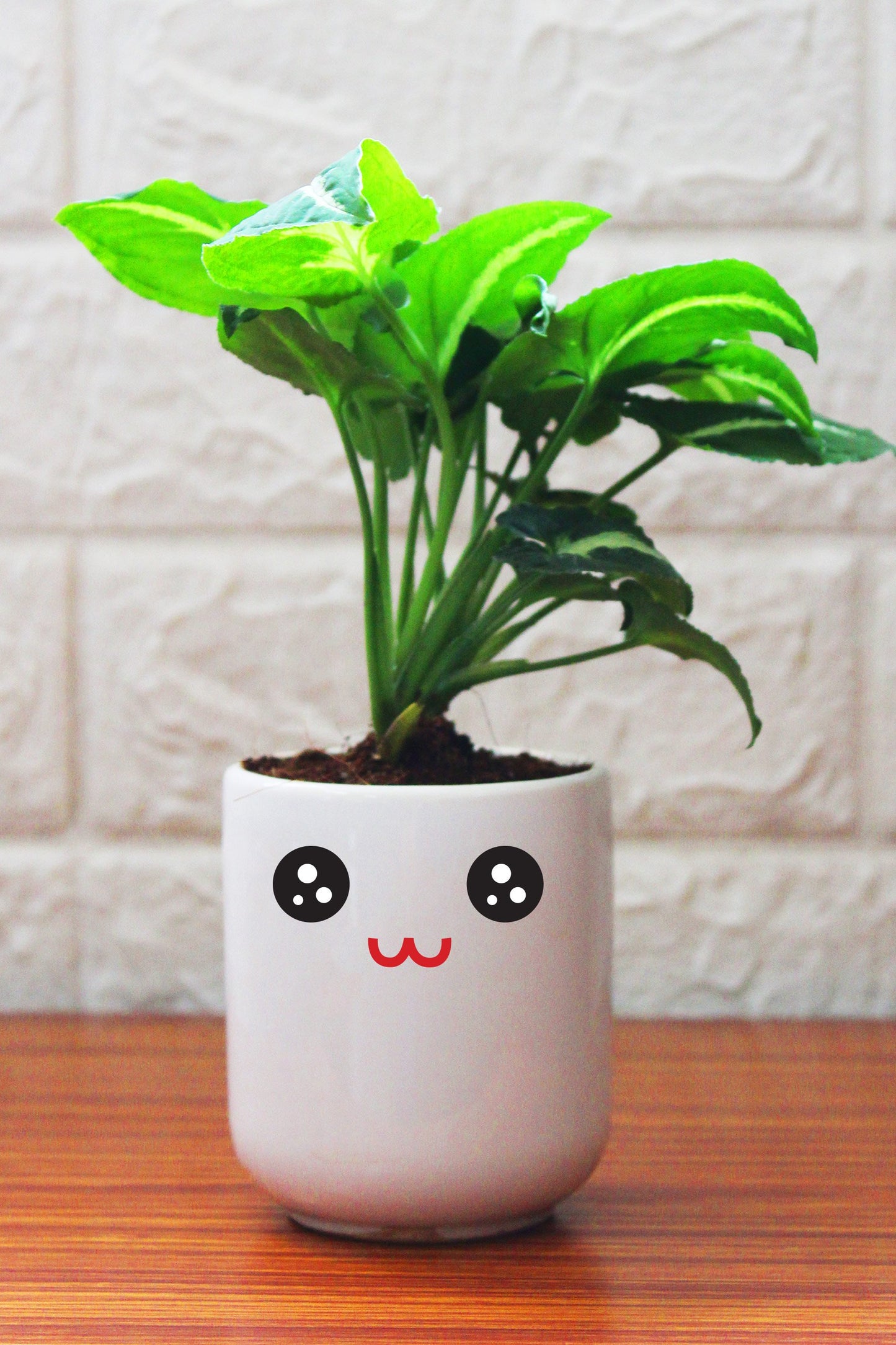 Syngonium Plants in ceramic pots