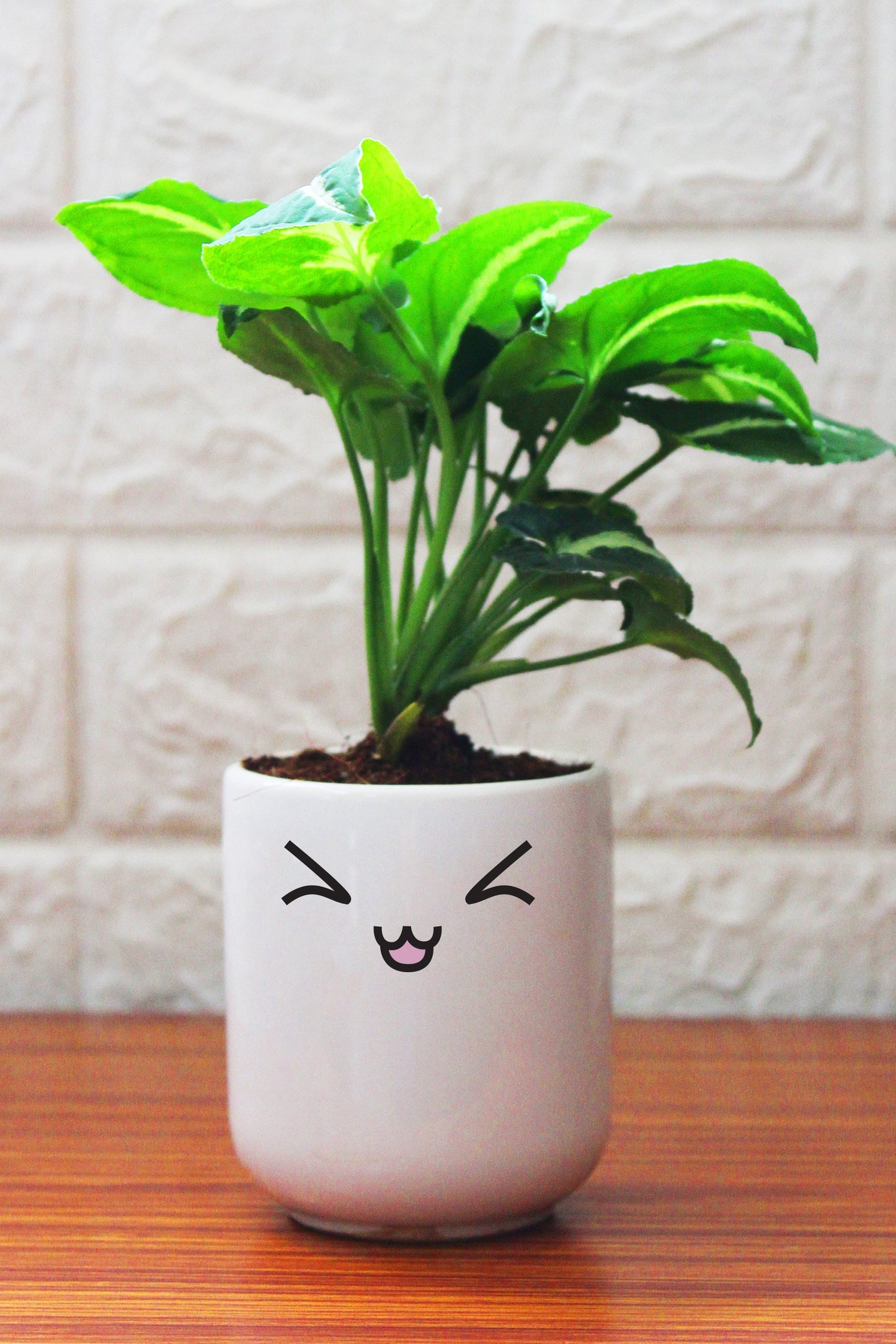 Syngonium Plants in ceramic pots