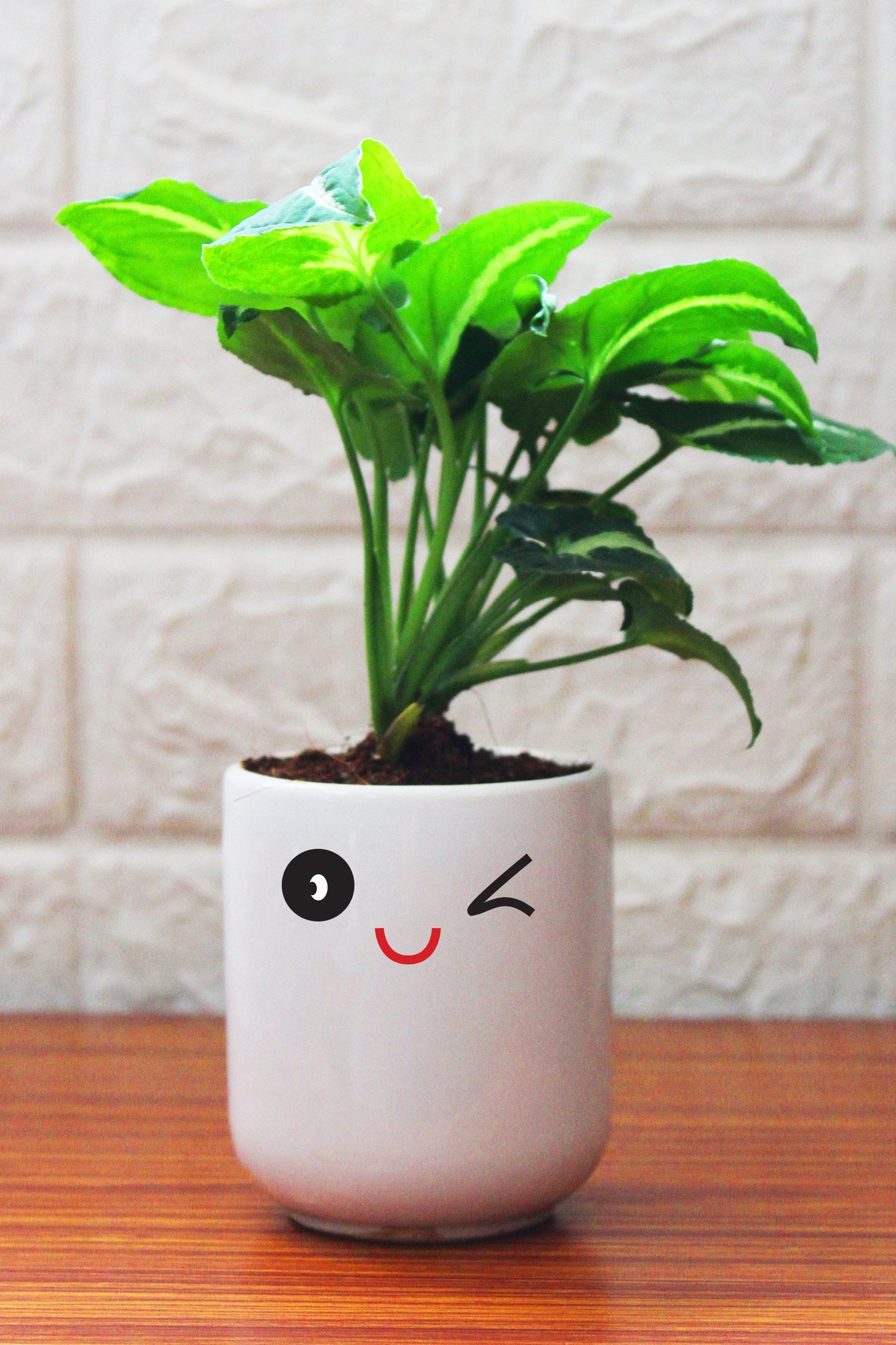 Syngonium Plants in ceramic pots