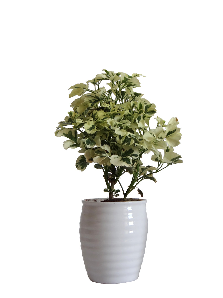 Aralia in White Round Ceramic Pot