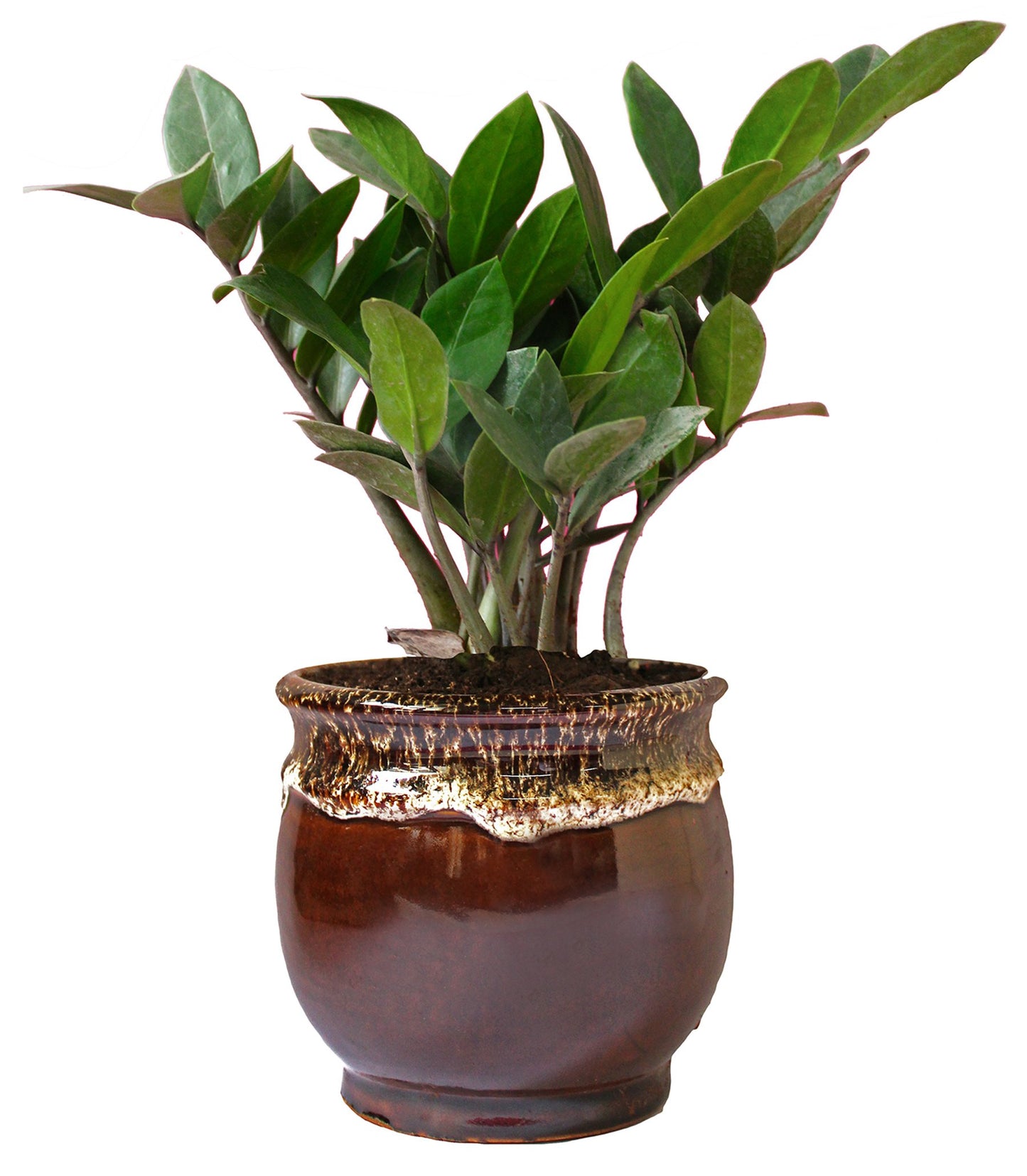 Rolling Nature Exotic Zamia Plant in Brown Drip Glazed Pitcher Ceramic Pot