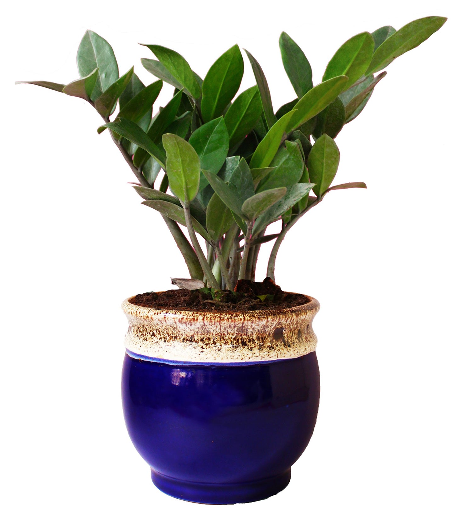 Rolling Nature Exotic Zamia Plant in Blue Drip Glazed Pitcher Ceramic Pot