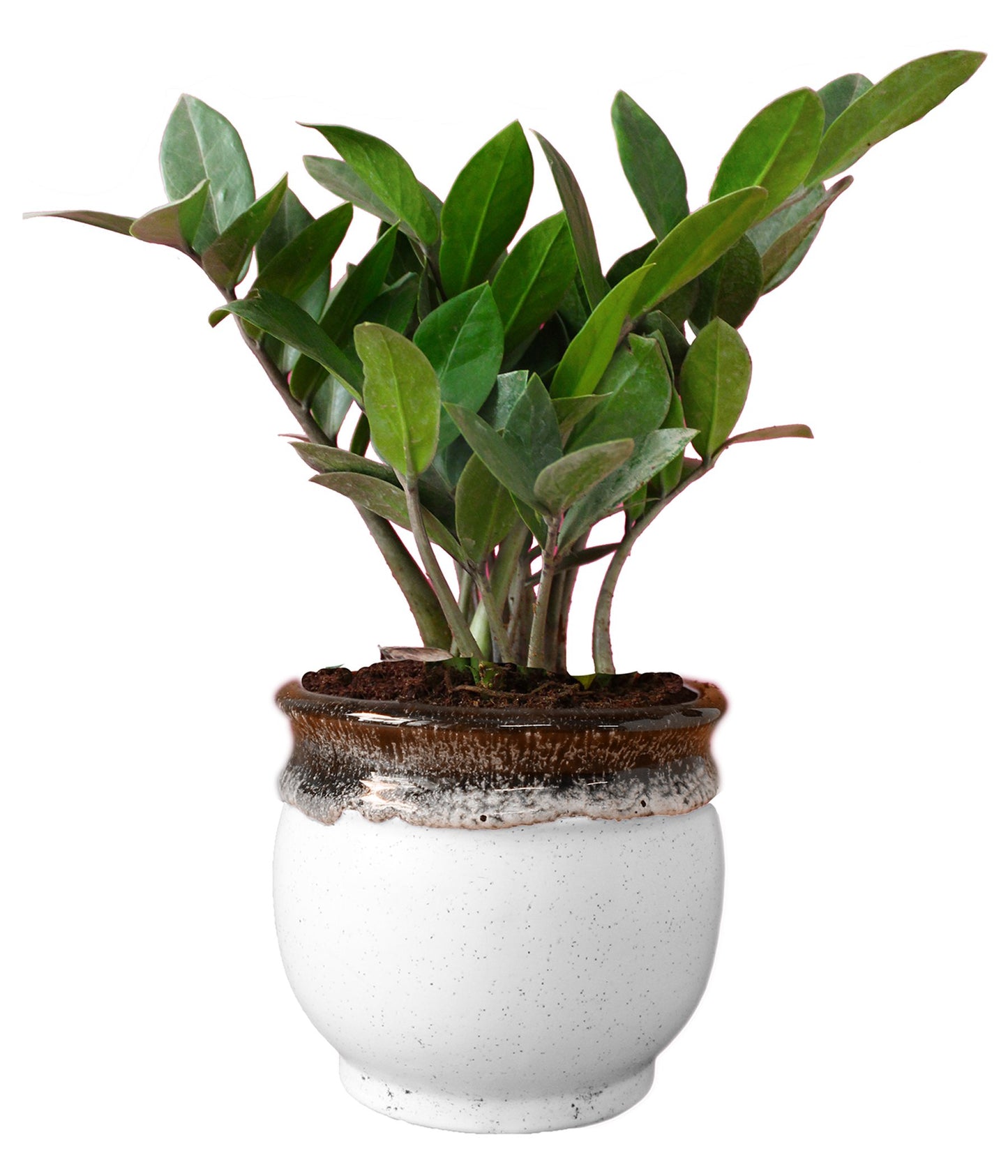 Rolling Nature Exotic Zamia Plant in White Drip Glazed Pitcher Ceramic Pot