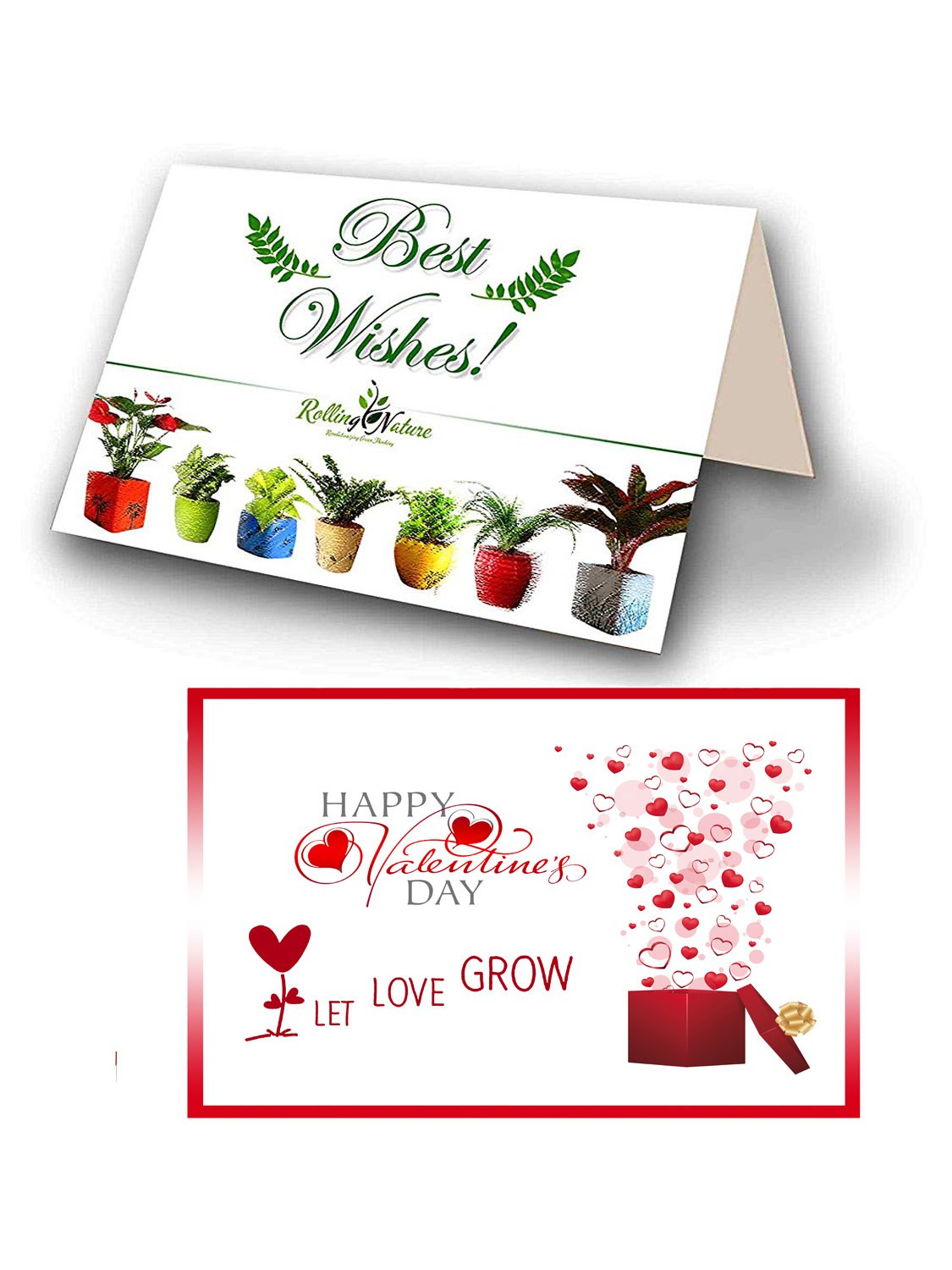 Valentine's Day Combo of Good Luck Air Purifying Money Plant in Red Dice Ceramic Pot