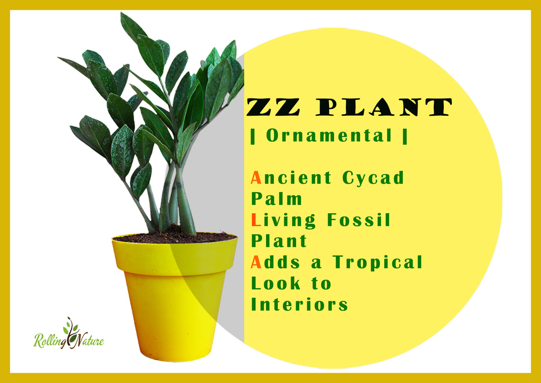 Everything You Need to Know About ZZ Plant