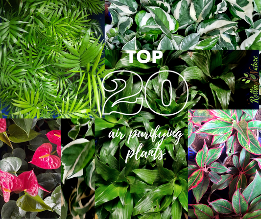 Top 20 Best Indoor Air Purifying Plants